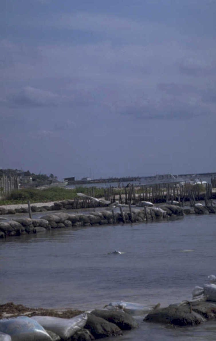 marshland gray sky 1980s 1990s A4 Photo Print
