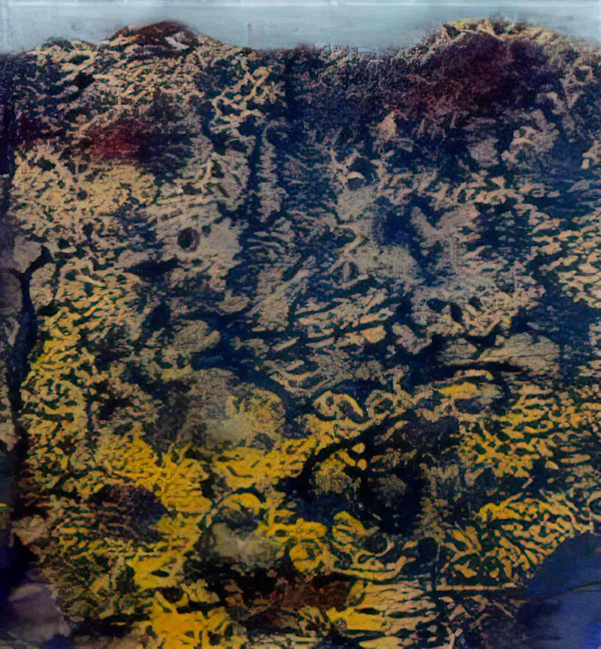 max ernst arizona6 Art A4 Photo Print