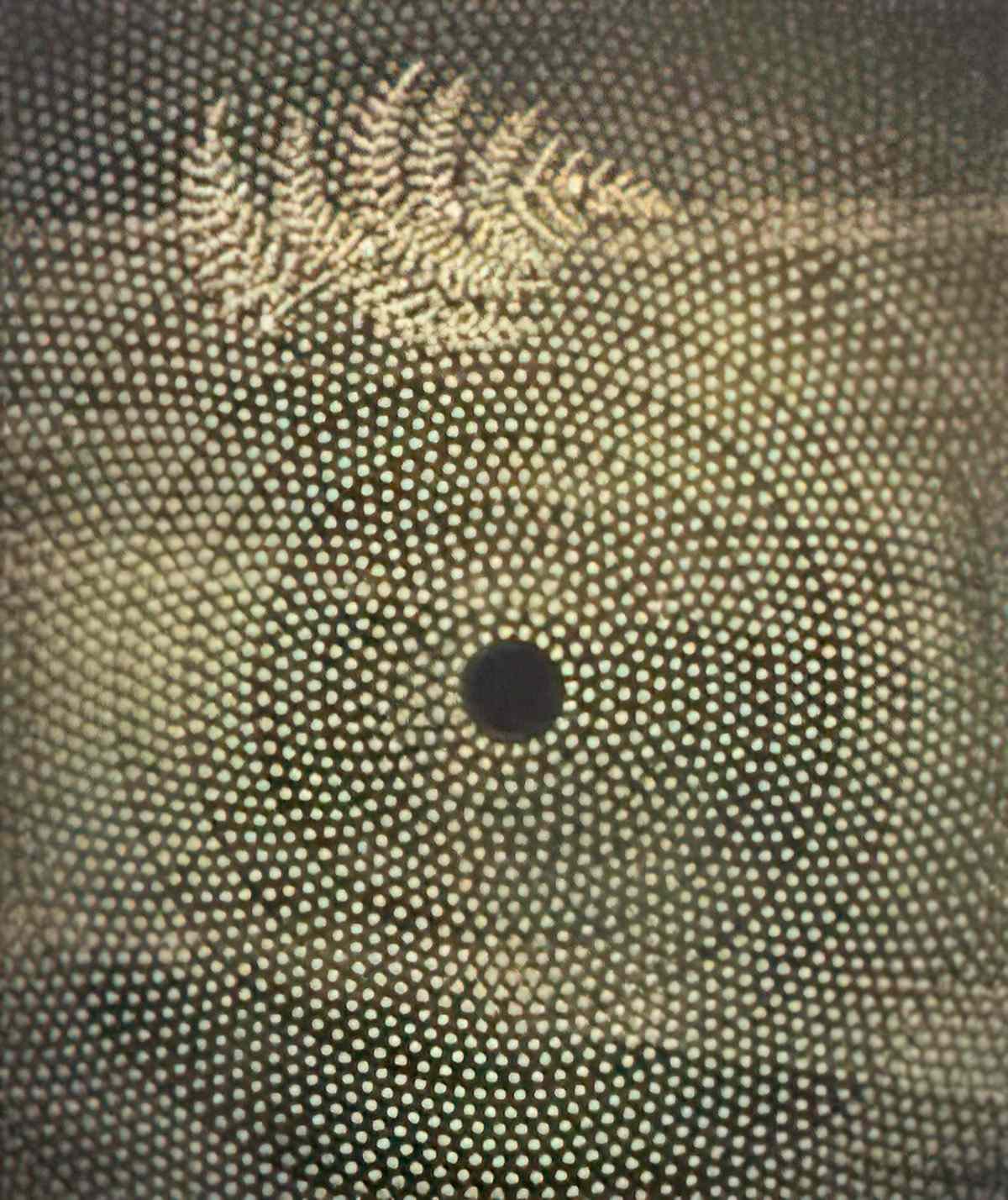 max ernst dinge gehen vor im mond Art A4 Photo Print