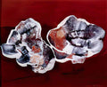 max ernst fleur coquille 2 Art A4 Photo Print