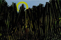 max ernst foret6 Art A4 Photo Print