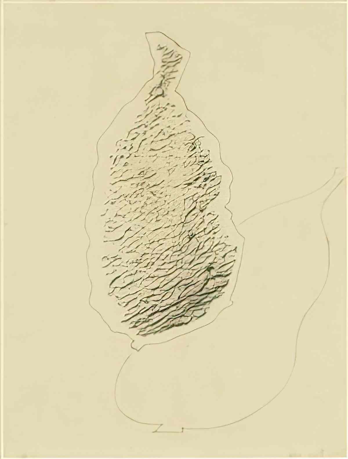 max ernst fruit1 Art A4 Photo Print