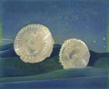 max ernst les coquilles 2 Art A4 Photo Print