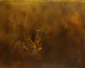 max ernst les oiseaux Art A4 Photo Print