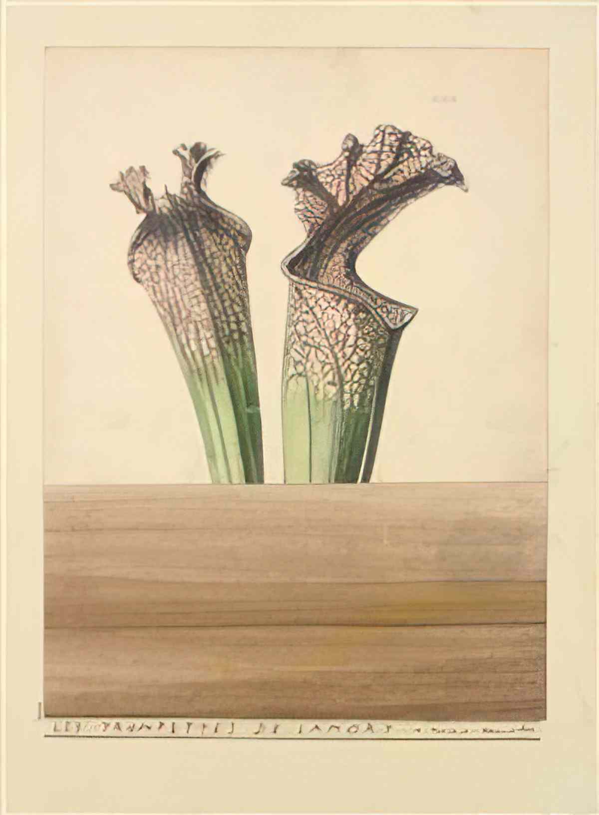 max ernst les trompettes de lamort Art A4 Photo Print