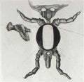max ernst lettrine o Art A4 Photo Print