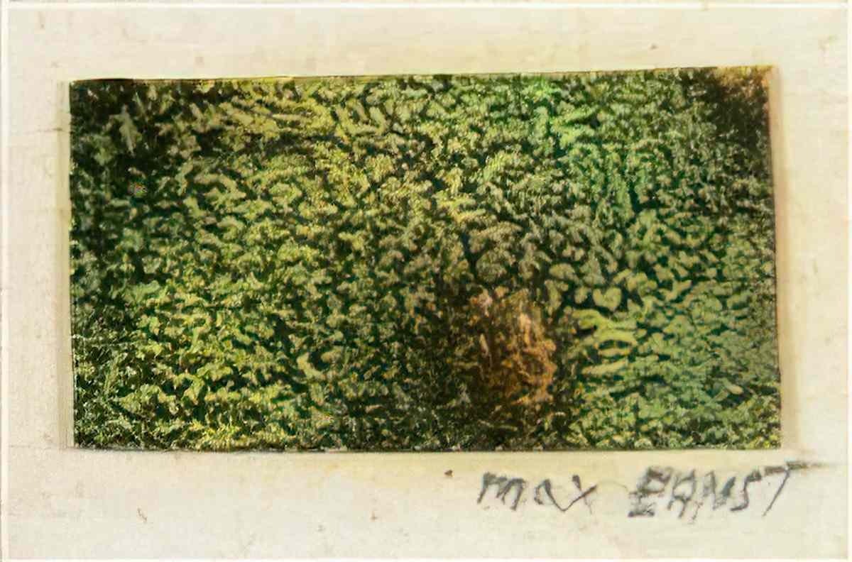 max ernst microbe paysage immacule Art A4 Photo Print