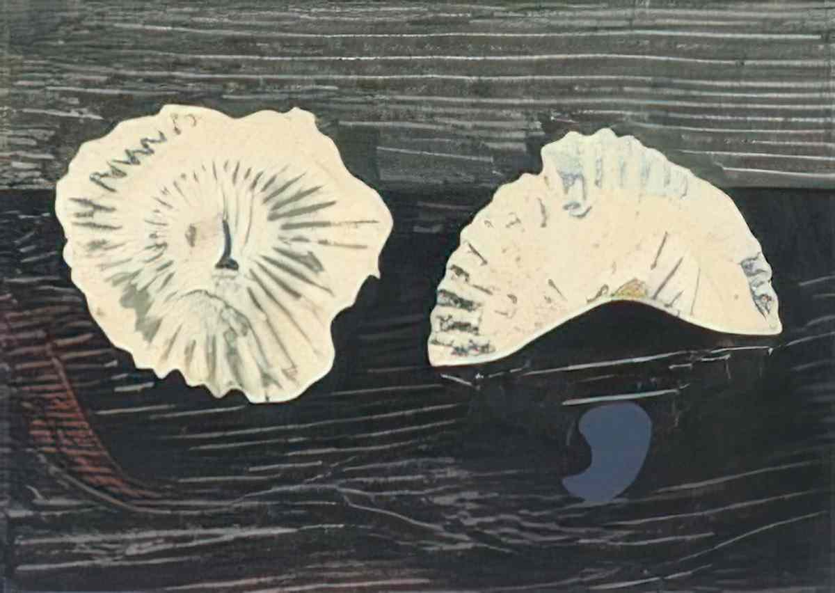 max ernst muschelblumen Art A4 Photo Print