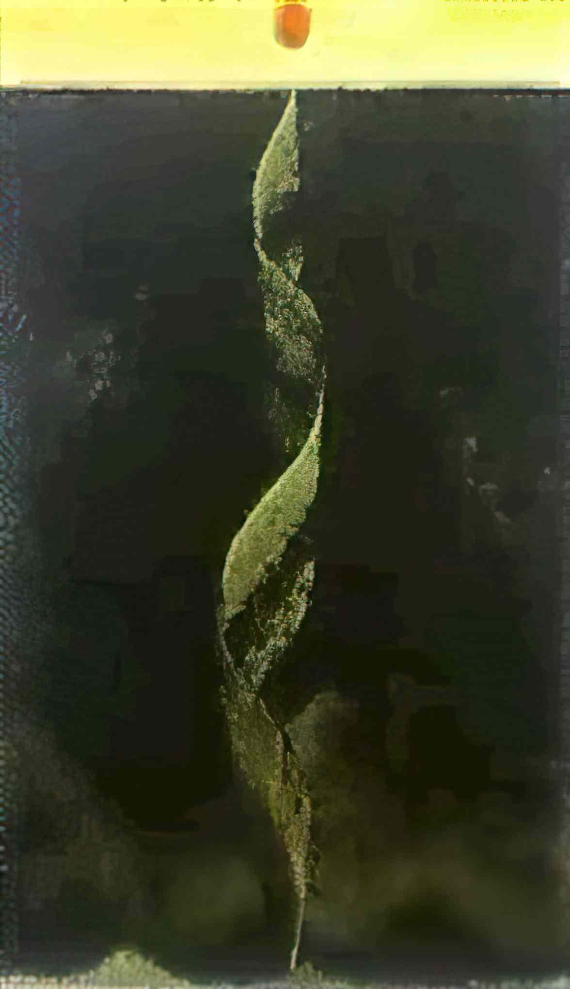 max ernst sans titre 1925 Art A4 Photo Print