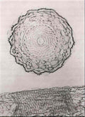 max ernst senza titolo Art A4 Photo Print