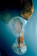 mayfly nymph abdomen1980s 1990s A4 Photo Print
