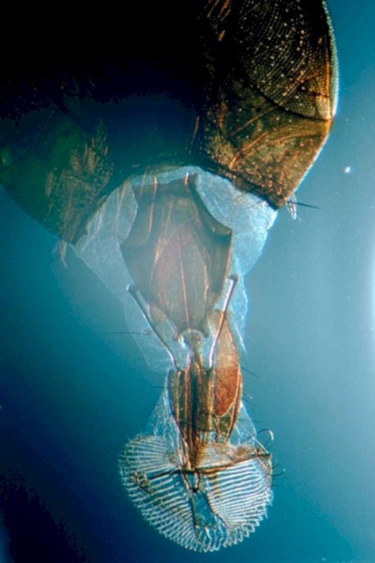mayfly nymph abdomen1980s 1990s A4 Photo Print