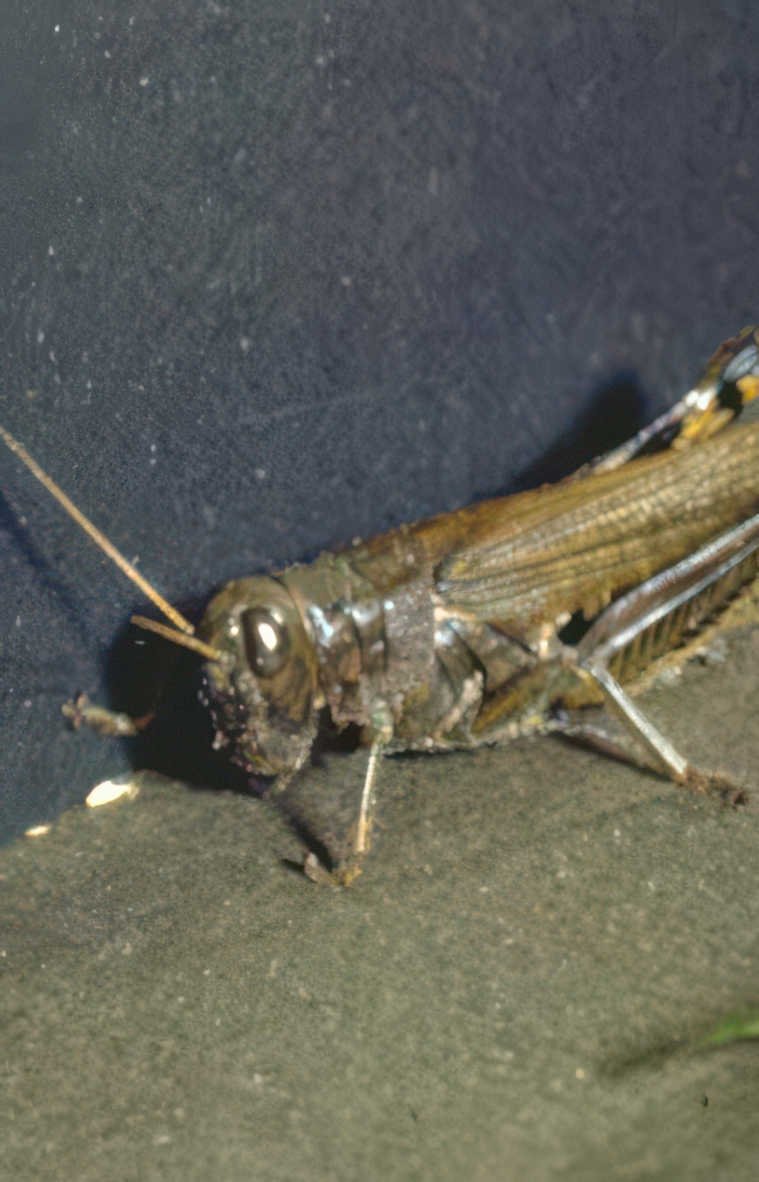 meadow cricket portrait Vintage A4 Photo Print