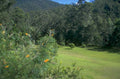 meadow forest hills 1980s 1990s A4 Photo Print
