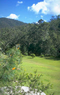 meadow hills eucalyptus 1980s 1990s A4 Photo Print