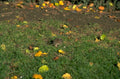 meadow mouse autumn 1980s 1990s A4 Photo Print