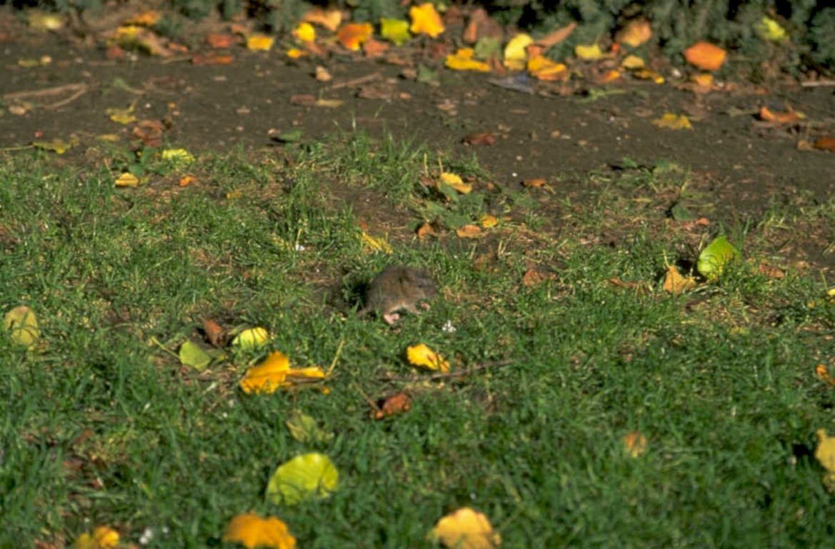 meadow mouse autumn 1980s 1990s A4 Photo Print