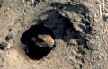 meadow vole burrow Vintage A4 Photo Print