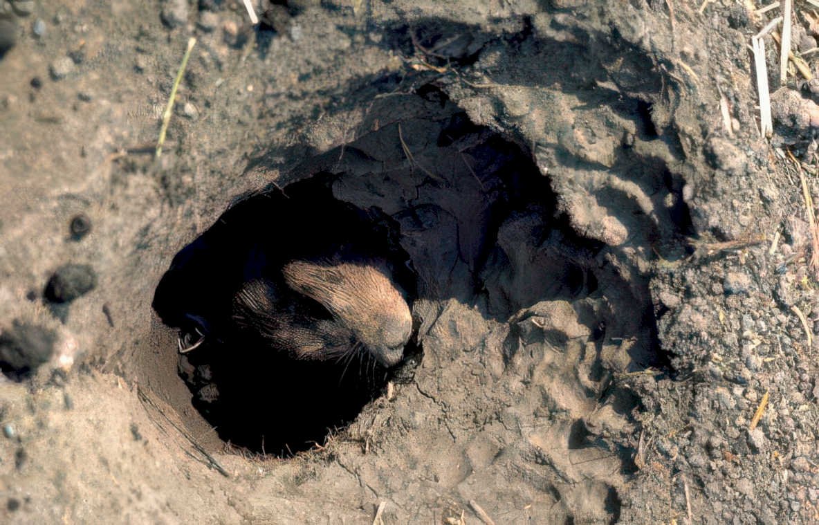 meadow vole burrow Vintage A4 Photo Print