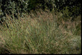 meadowgrass seedheads fall1980s 1990s A4 Photo Print