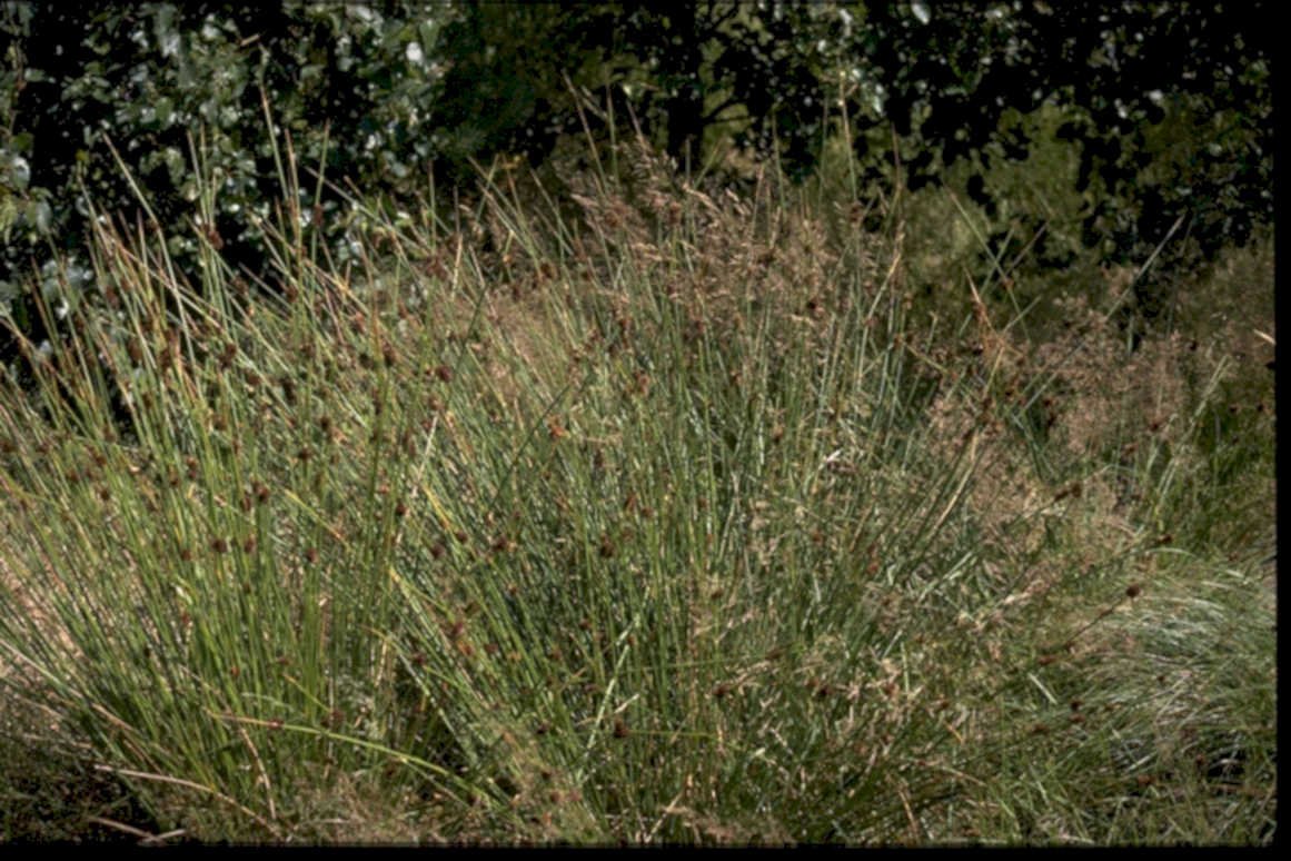 meadowgrass seedheads fall1980s 1990s A4 Photo Print