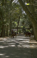 mediterranean park carriage 1980s 1990s A4 Photo Print