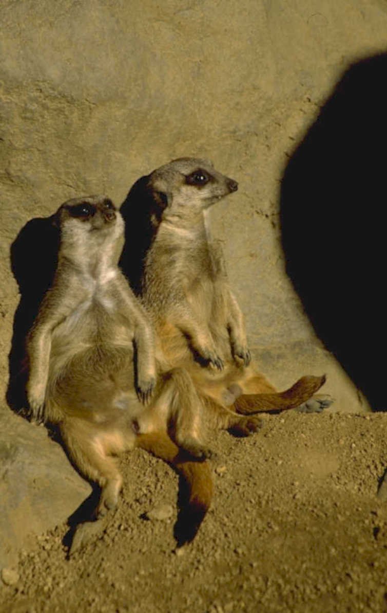 meerkat pair sanddune 1980s 1990s A4 Photo Print