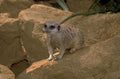 meerkat rock foliage 1980s 1990s A4 Photo Print