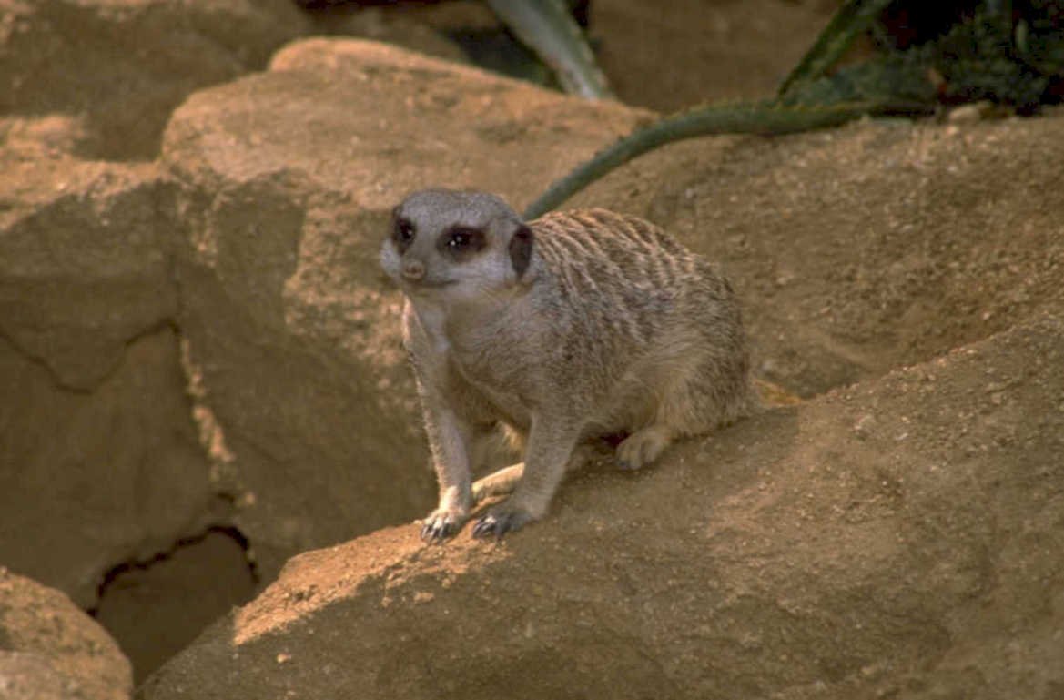 meerkat rock foliage 1980s 1990s A4 Photo Print