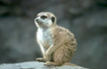 meerkat rock portrait Vintage A4 Photo Print