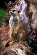 meerkat root texture1980s 1990s A4 Photo Print