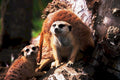 meerkats root faces1980s 1990s A4 Photo Print