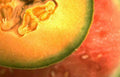 melon slice cantaloupe A4 Photo Print
