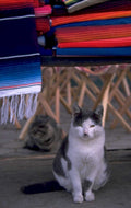 mexican textiles cat 1980s 1990s A4 Photo Print