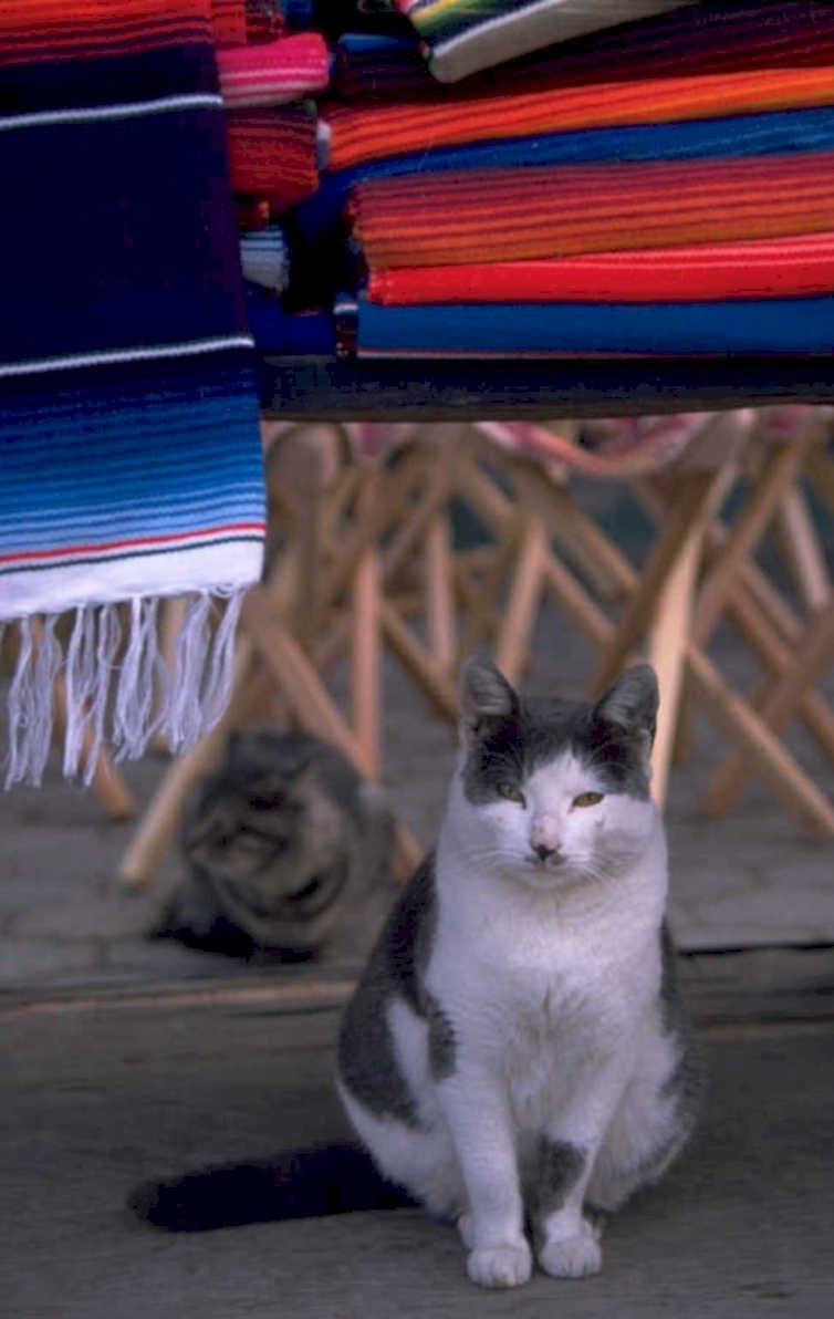 mexican textiles cat 1980s 1990s A4 Photo Print
