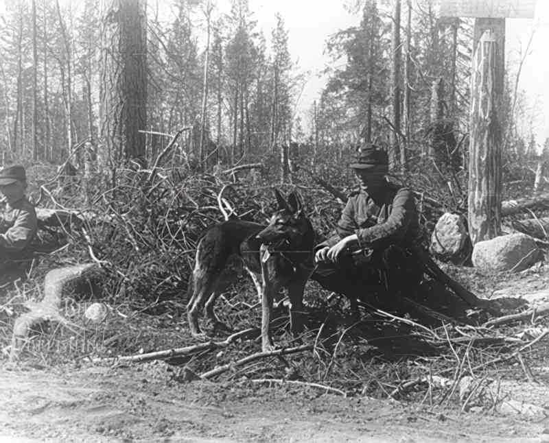 military scouting forest Vintage world war A4 Photo Print