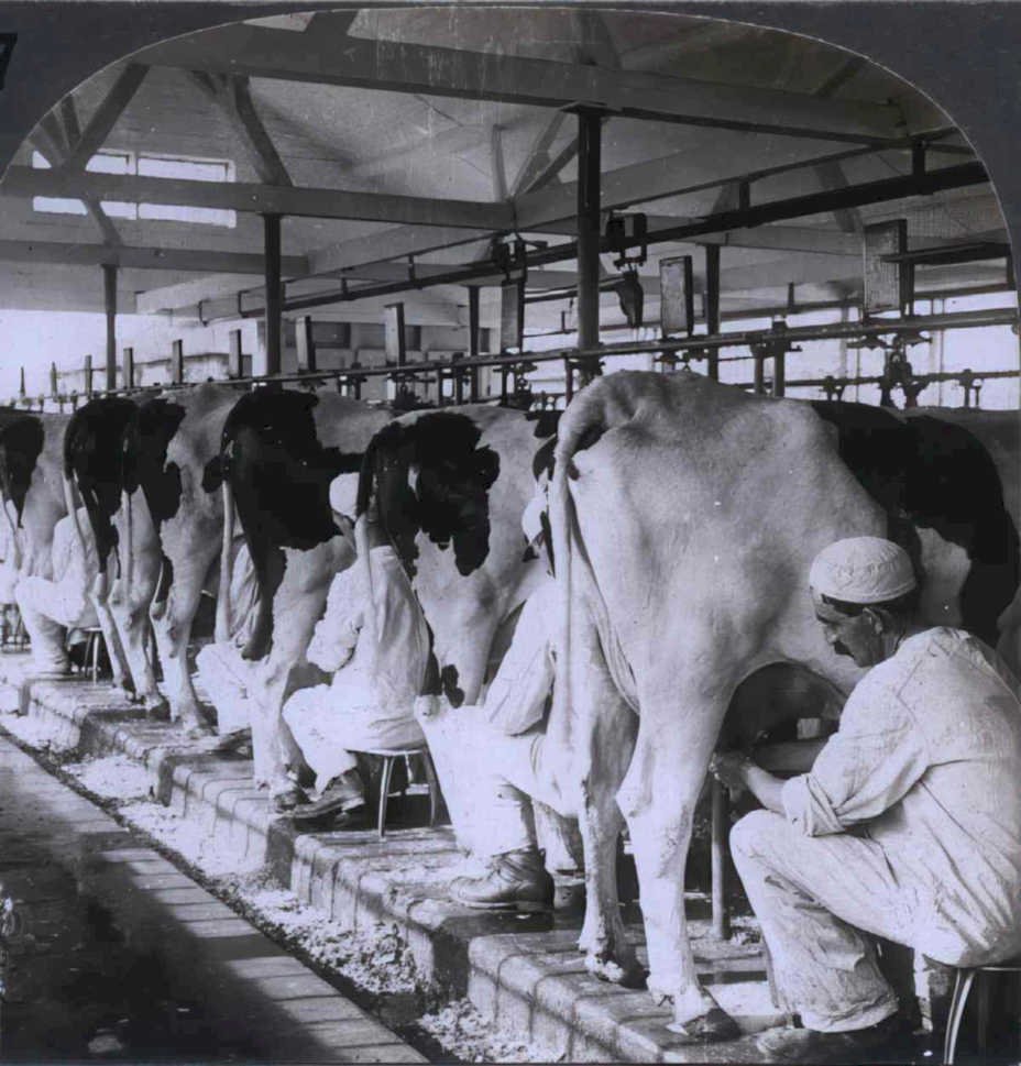 milking cows parlor Vintage world war A4 Photo Print