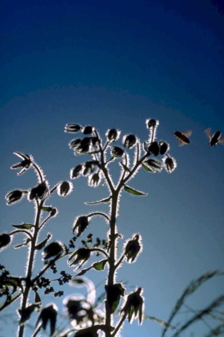 milkweed seed pods1980s 1990s A4 Photo Print