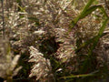 miscanthus grace plumes1980s 1990s A4 Photo Print