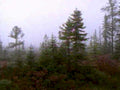 misty forest pine1980s 1990s A4 Photo Print