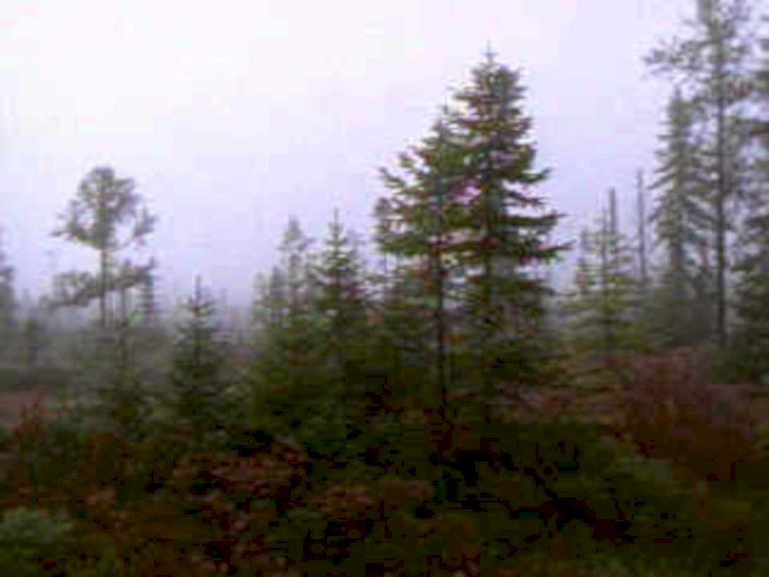 misty forest pine1980s 1990s A4 Photo Print