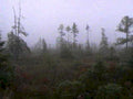 misty forest woods1980s 1990s A4 Photo Print