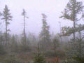 misty pine forest1980s 1990s A4 Photo Print