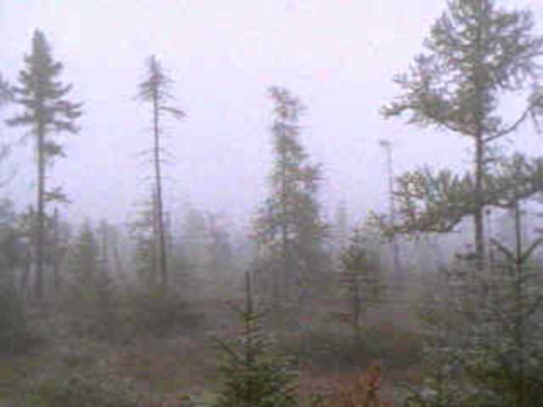 misty pine forest1980s 1990s A4 Photo Print
