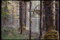 misty wetland forest1980s 1990s A4 Photo Print