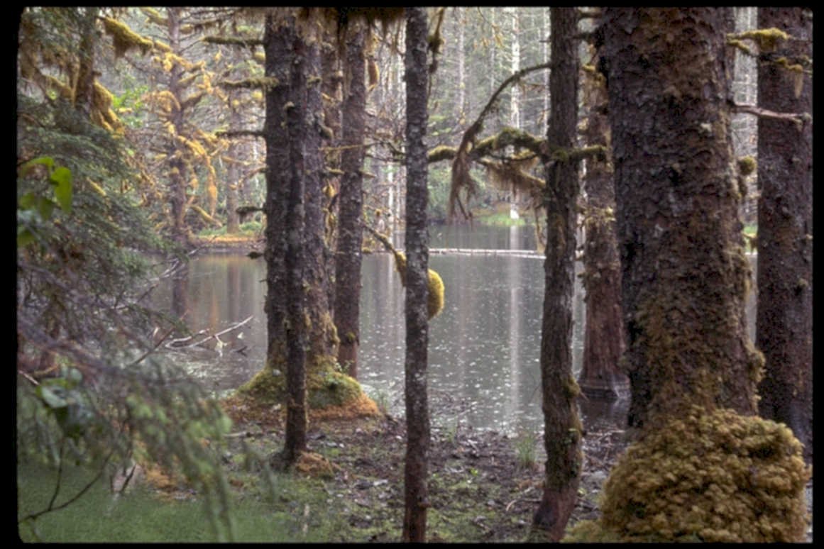 misty wetland forest1980s 1990s A4 Photo Print