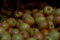 mixed apples heap 1980s 1990s A4 Photo Print