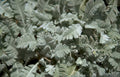 mnio perma fern Vintage A4 Photo Print