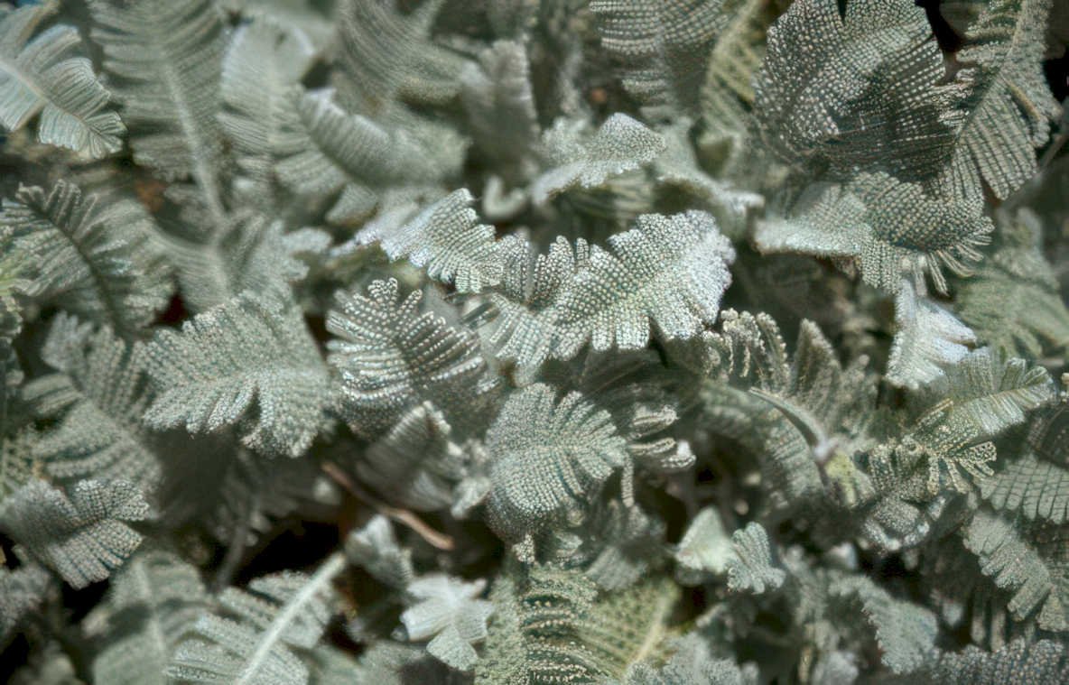 mnio perma fern Vintage A4 Photo Print