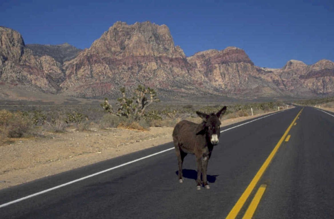 mojave donkey rocks 1980s 1990s A4 Photo Print